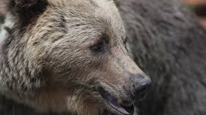 Alerta de urs în Bucegi, în zona Cota 1000, unde se află mai multe unități de cazare