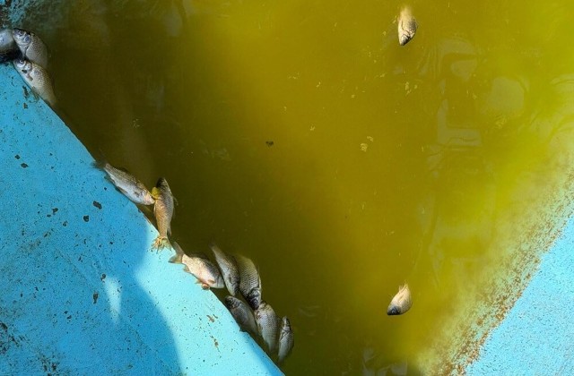 Imaginația huliganilor nu are limite. Echipele SGU Ploiești au găsit pești morți aruncați în fântâna din Parcul Aurora