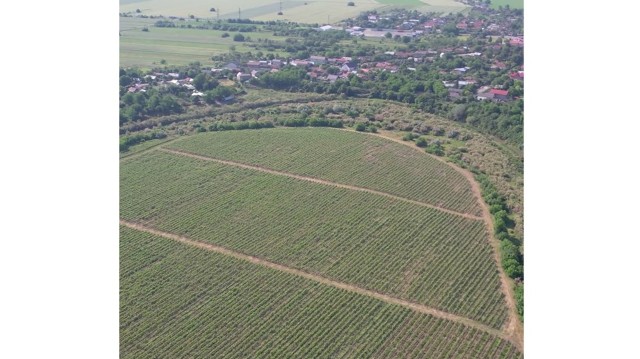 Valea Călugărească devine stațiune oenoturistică