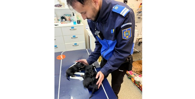 VIDEO 🎦 Patru pui de câine, abandonați într-o cutie, pe DN1. Puiuții au fost salvați de jandarmii montani