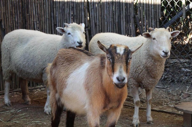 DSVSA. Campanie de vaccinare de urgență a ovinelor și caprinelor împotriva Variolei Ovine și Caprine (VOC) și a Pestei Micilor Rumegătoare (PMR)