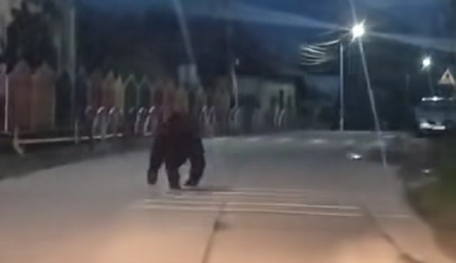  A doua alertă de urs, miercuri seară, în Prahova. Este vizată comuna Cerașu