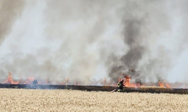 VIDEO 🎦 Incendiu pe 2 hectare, într-un lan de grâu din zona Mizil. Mai multe echipaje de pompieri au fost mobilizate pentru stingerea acestuia