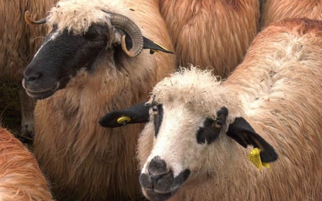 Carantină națională, timp de 30 de zile. Măsura a fost instituită de urgență de ANSVSA, pentru ovine și caprine, după un focar descoperit în Mureș
