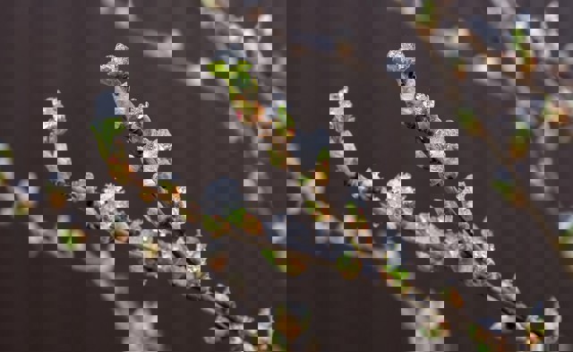 Informare meteo emisă de ANM. Vânt, ploi și chiar ninsori, până la sfârșitul săptămânii