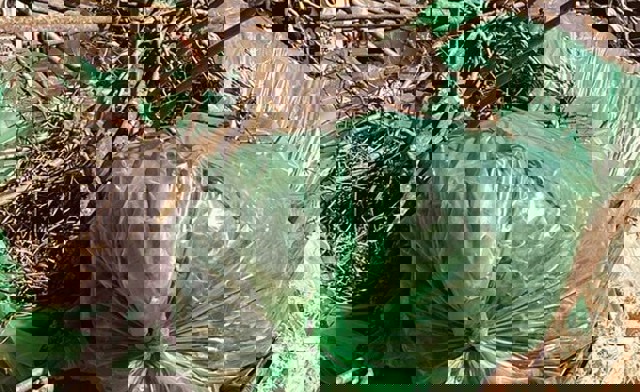 Amenzi de zeci de mii de lei, la Ploiești, pentru cei care ard resturile vegetale. Ce soluții au oamenii, după curățenia de primăvară