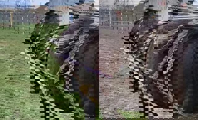 Cal chinuit de proprietar, la Plopeni. Incidentul, văzut de o trecătoare, a fost reclamat la 112